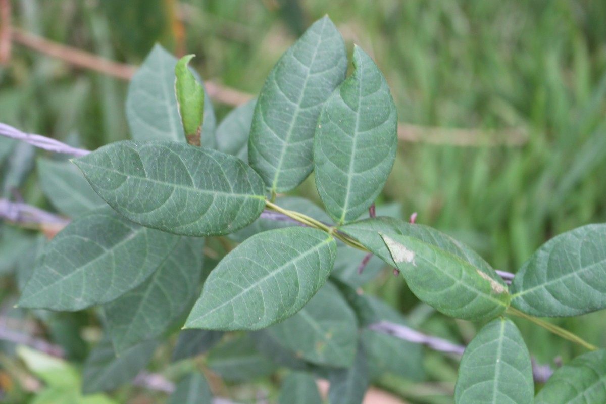 Ichnocarpus frutescens (L.) W.T.Aiton